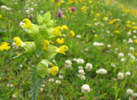 Hay meadow with yellow rattle