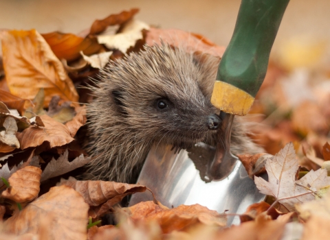 Hedgehog peering out from under autumn leaves next to garden trowel