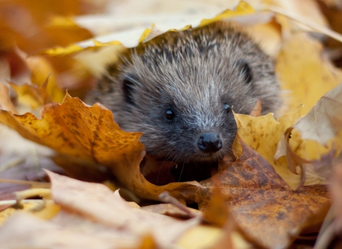 A hedgehog in brown and yellow fallen in autumn leaves on the ground, with text reading “ Adopt a hedgehog”.