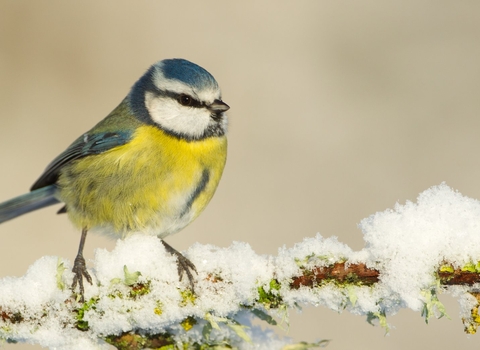Blue tit - Mark Hamblin/2020VISION