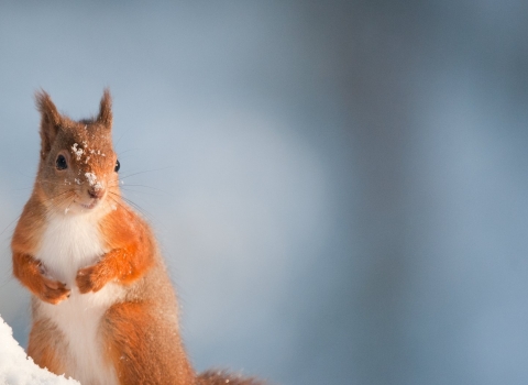 Red squirrel - Mark Hamblin/2020VISION