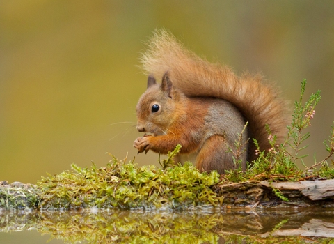 A red squirrel is perched on a woodland pool, holding a nut in its paws. In the background there is Greenery, with text reading “Red Squirrel Recovery Network”. 