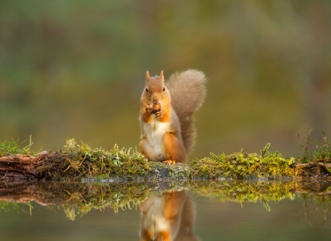 Red Squirrel - Mark Hamblin/2020VISION