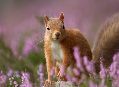 A small red squirrel standing on a rock amongst purple heather.