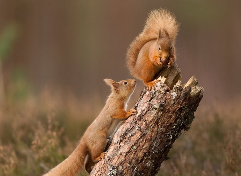 Red squirrels - Peter Cairns/2020VISION