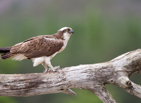 Osprey - Peter Cairns/2020VISION